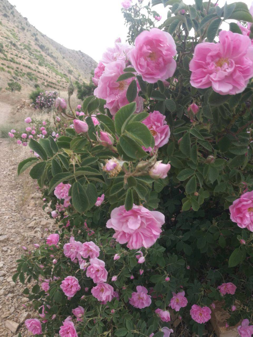 گل محمدی