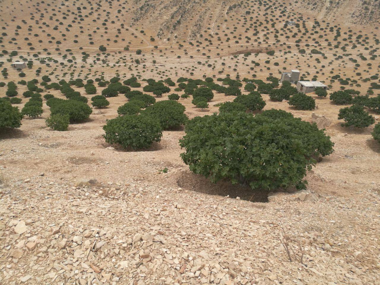 زمین های کشاورزی