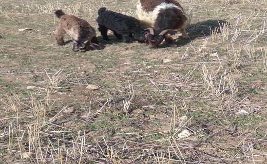 روستای روتوند اسلام آبادغرب