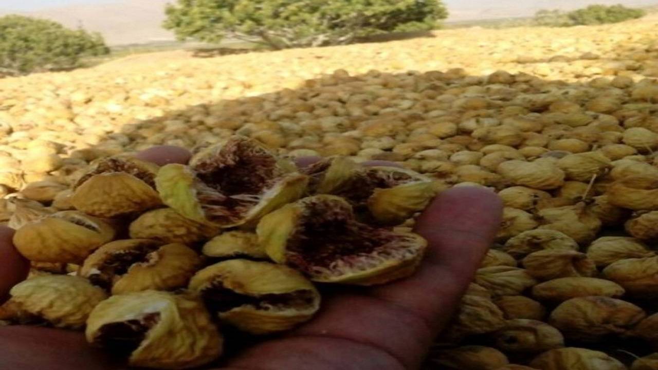گوشه‌هایی از محصولات کشاورزی ماسوله استان فارس در قالب تصاویر