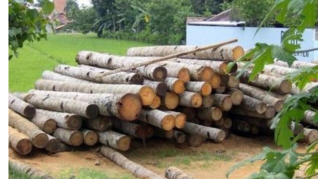 کشف ۴ تن چوب قاچاق در نکا