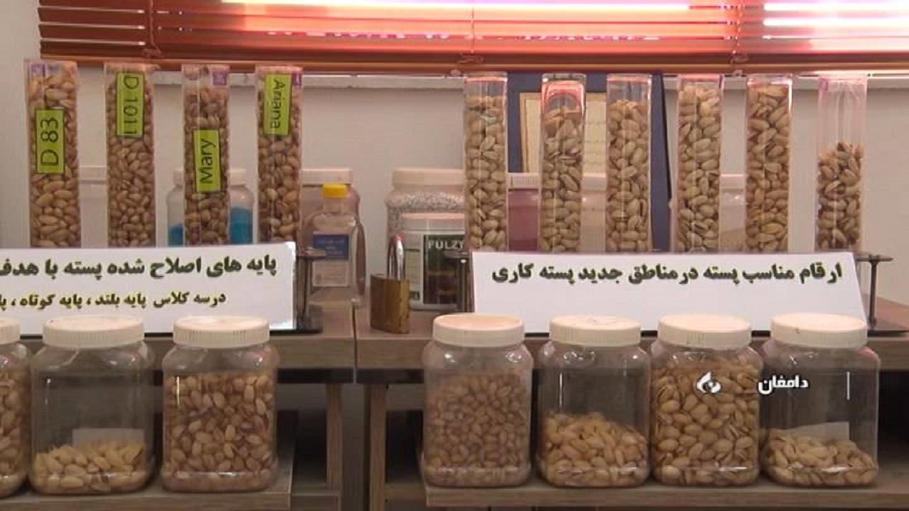 تجاری سازی طرح تحقیقات پسته در دامغان