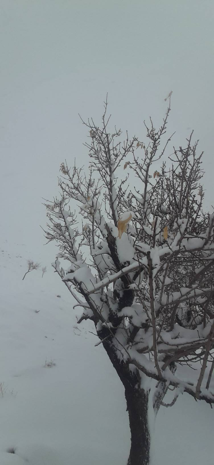 طبیعت زمستانی
