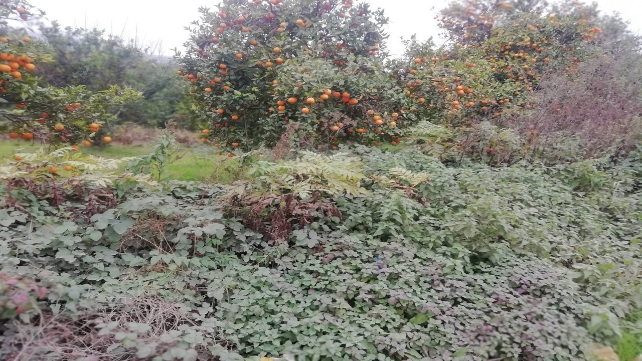 گشت و گذاری به روستای ملک خیل در قائمشهر