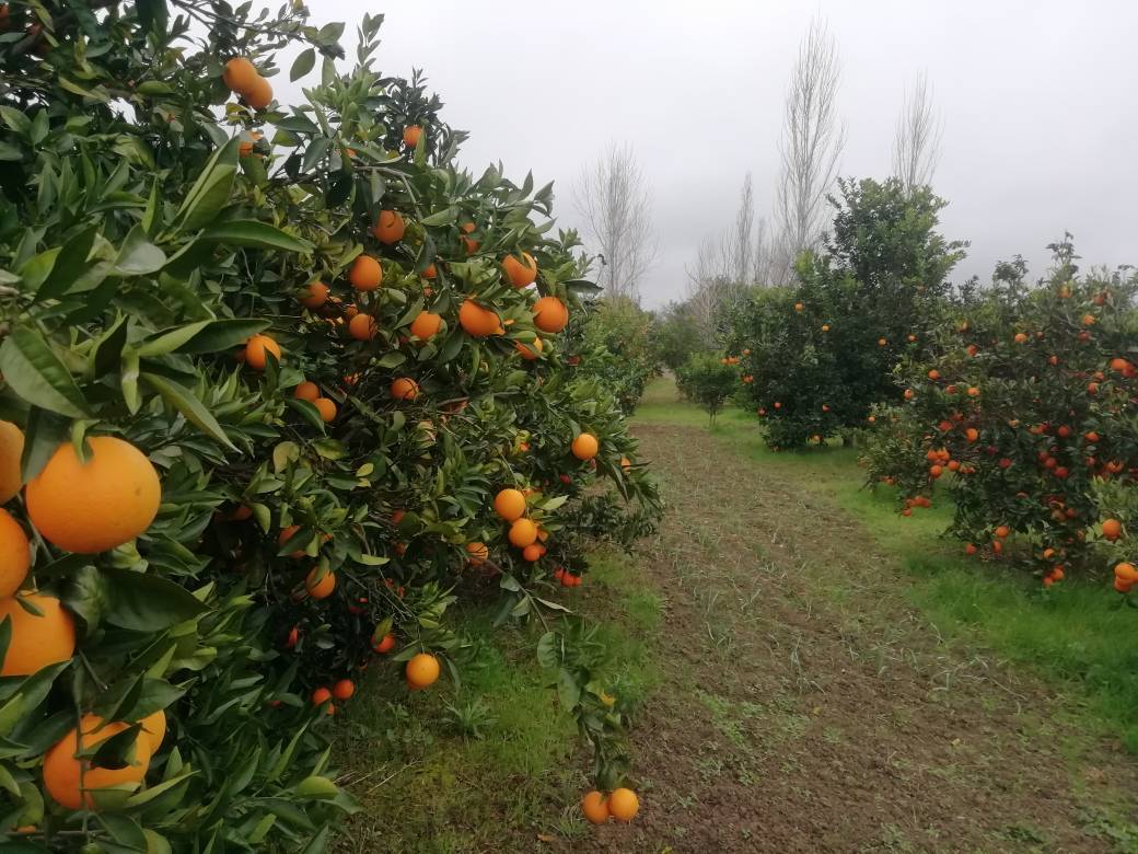 جنگل مرکبات در روستای ملک خیل