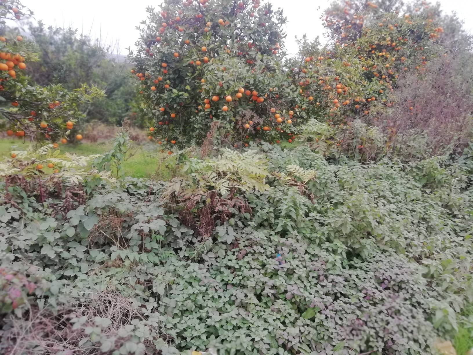 تصویری از روستای ملک خیل در قائمشهر