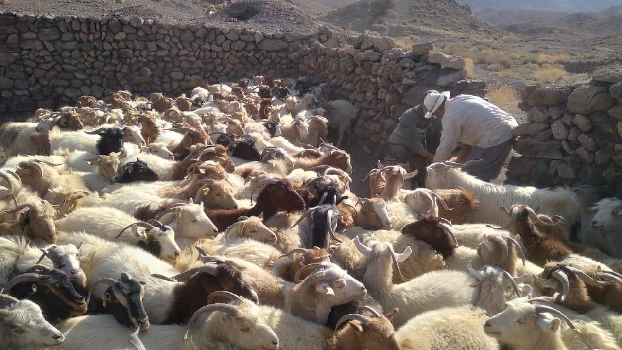 بهداشت دام، مانع ابتلا بیماری های مشترک دام و انسان
