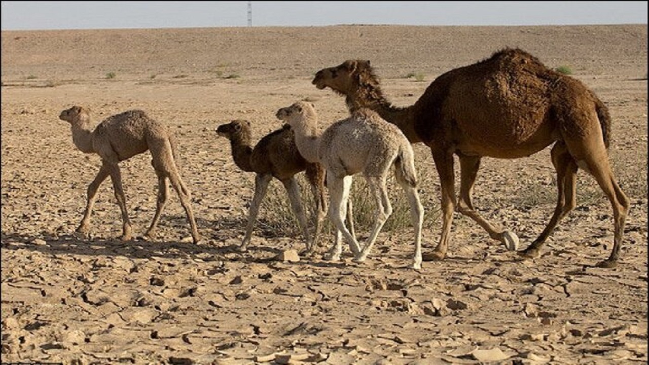 خروج گله شتران از بستر تالاب بین‌المللی هامون