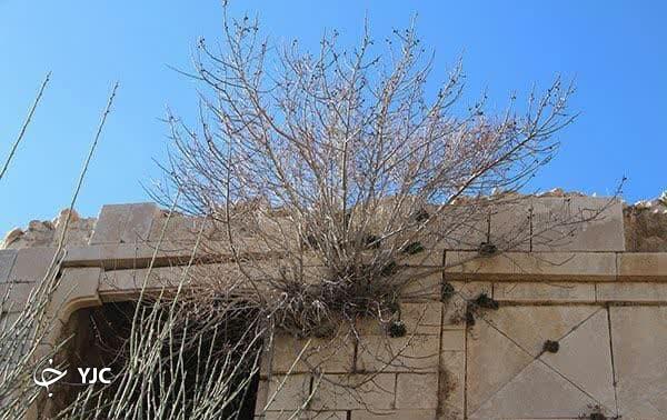 گیاهان خودرو که درون سنگ های دیواره کاروانسرای میان کتل کازرون رخنه کرده اند