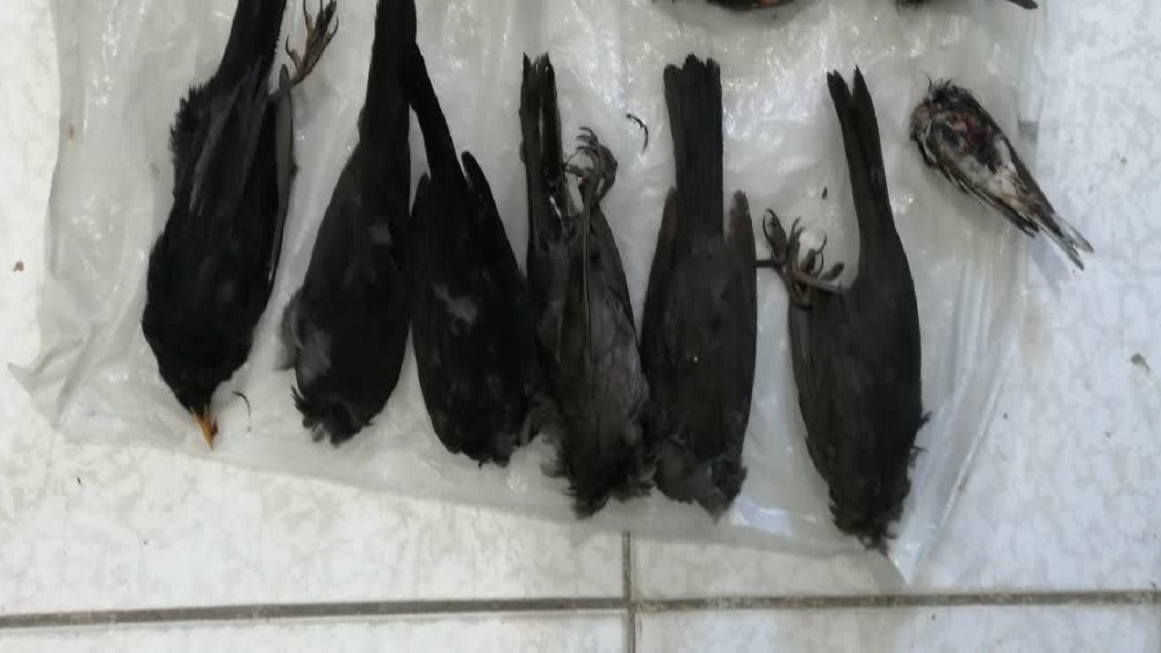 دستگیری شکارچیان متخلف در شفت