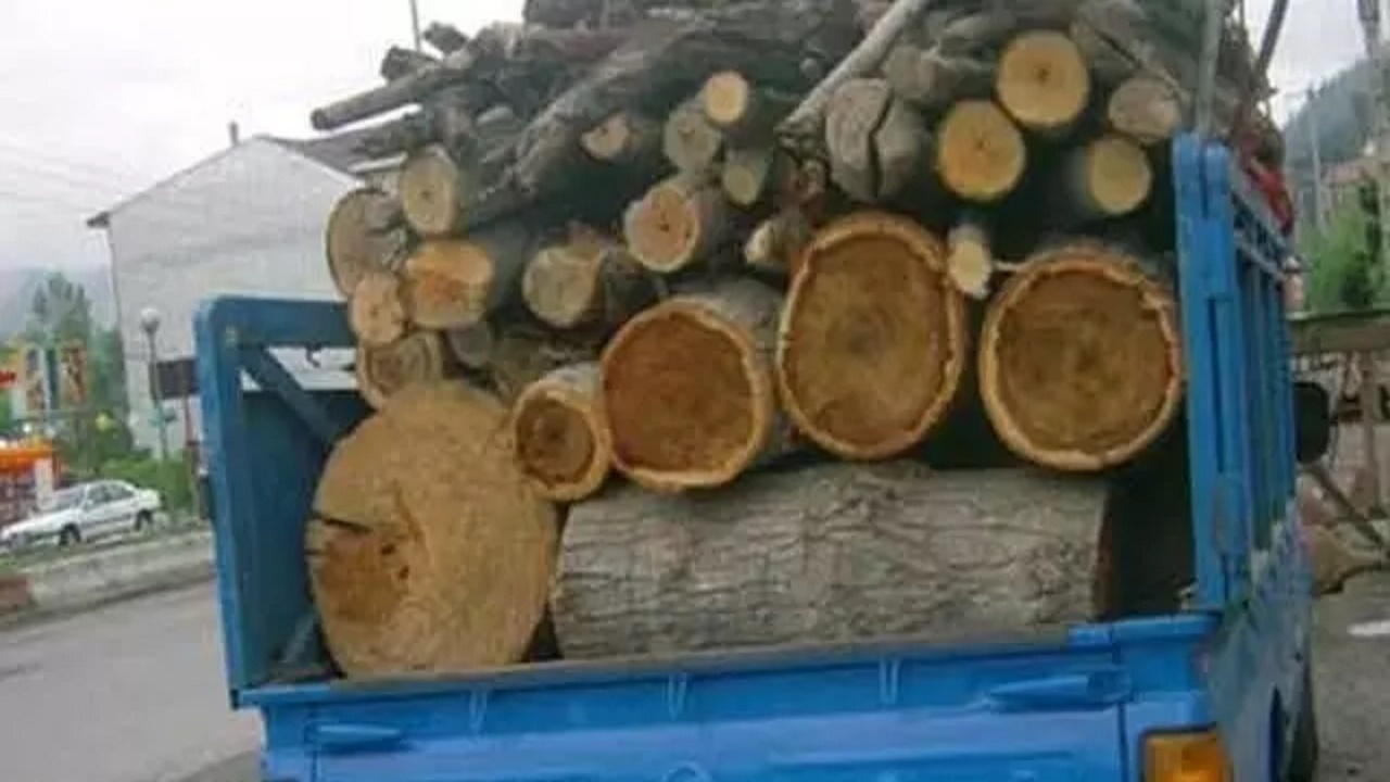 محکومیت قاچاقچی چوب‌های جنگلی
