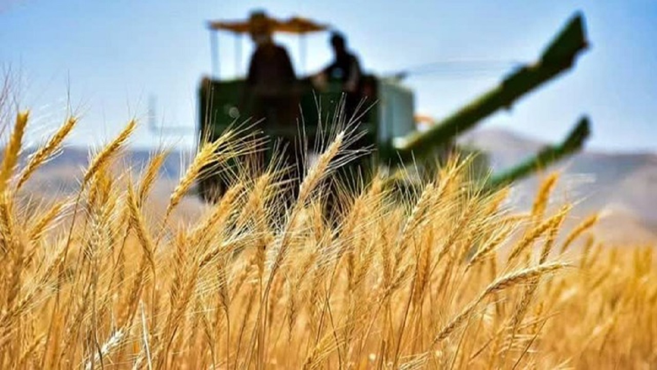 ۶ میلیون و ۱۲۵ هزار هکتار سطح زیر کشت گندم کشور است