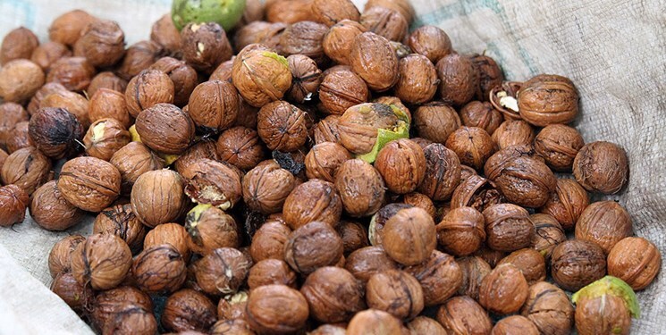 توقیف محموله گردو قاچاق در اهواز
