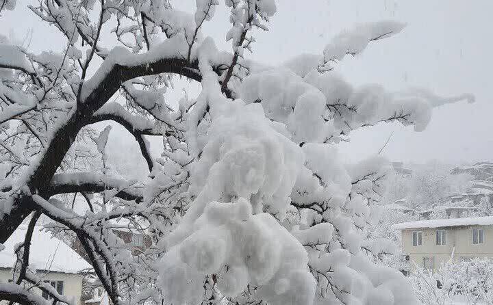 طبیعت برفی