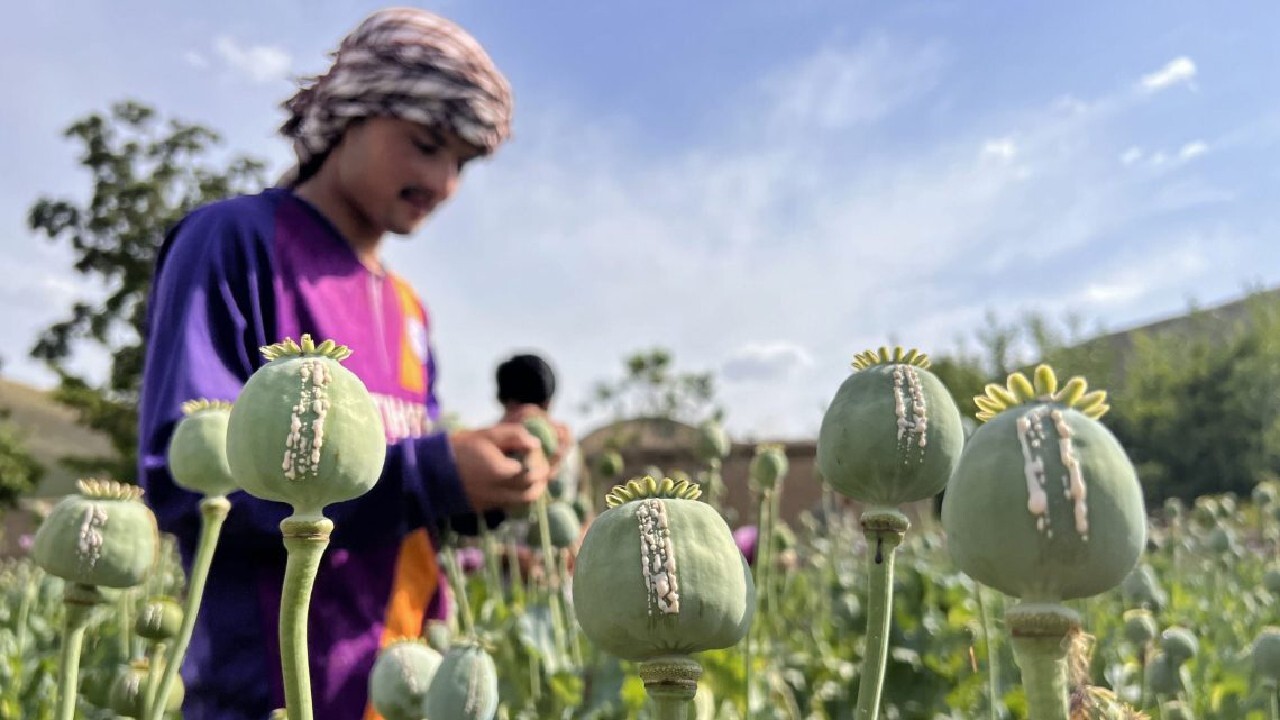 آشفتگی در افغانستان موجب افزایش تجارت مواد مخدر شده است