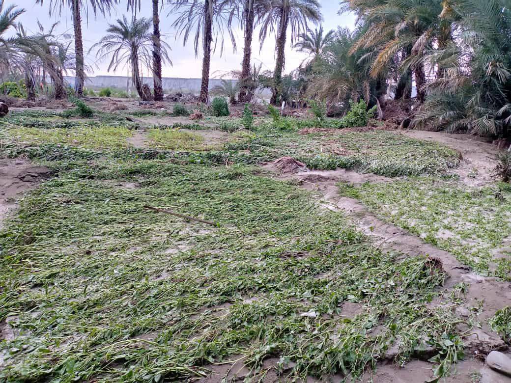 از بین رفتن درختان نخل در روستای نیکو جهان