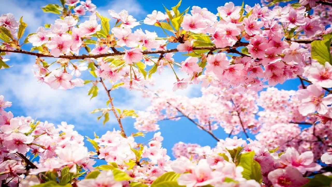 اجرای طرح استقبال از بهار در قزوین 