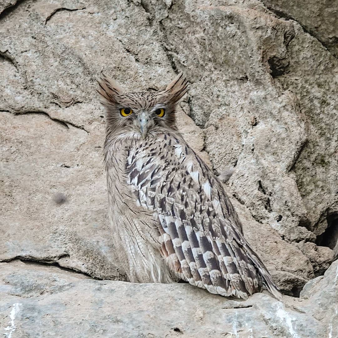 ثبت ۱۰ گونه پرنده جدید در خراسان جنوبی