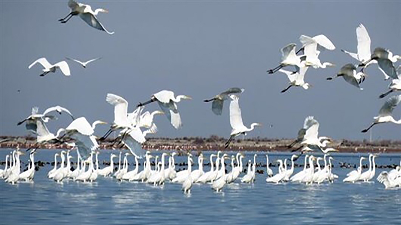 واکسینه شدن پرندگان بومی قشم علیه بیماری نیوکاسل