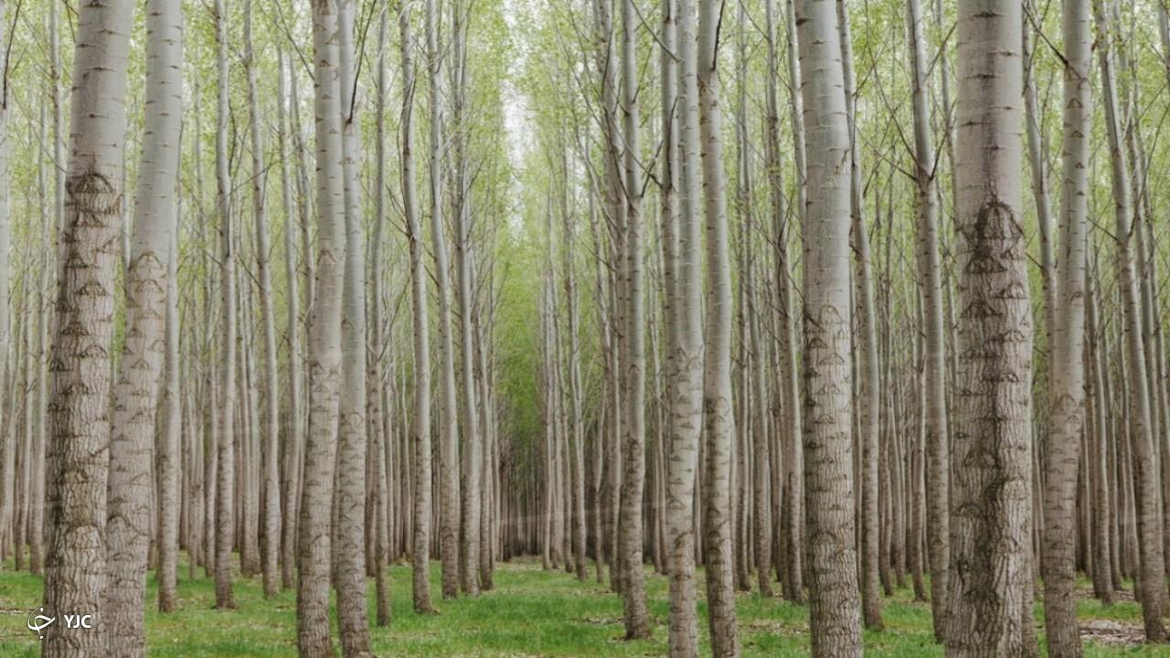 ۱۱۴ کشاورز میاندوآبی برای زراعت‌ چوب پیش‌قدم شدند