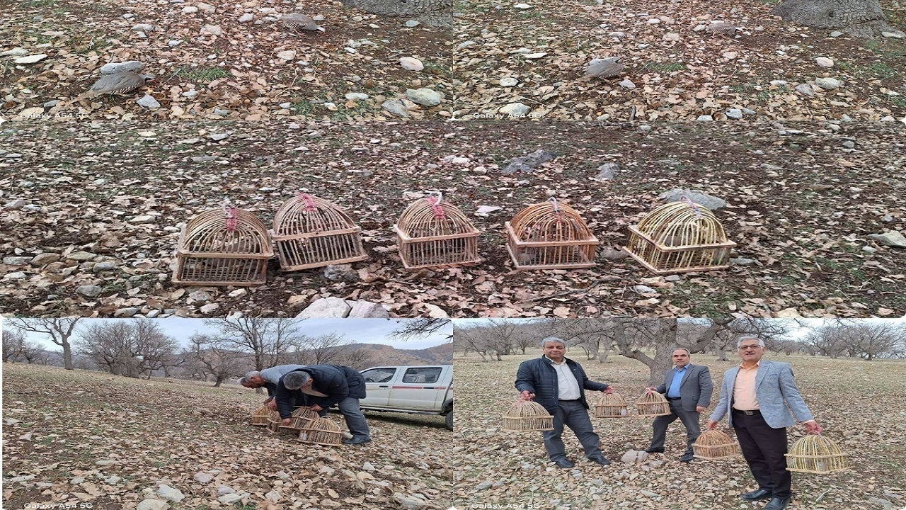 کشف ۵ قطعه پرنده در شهرستان بویراحمد