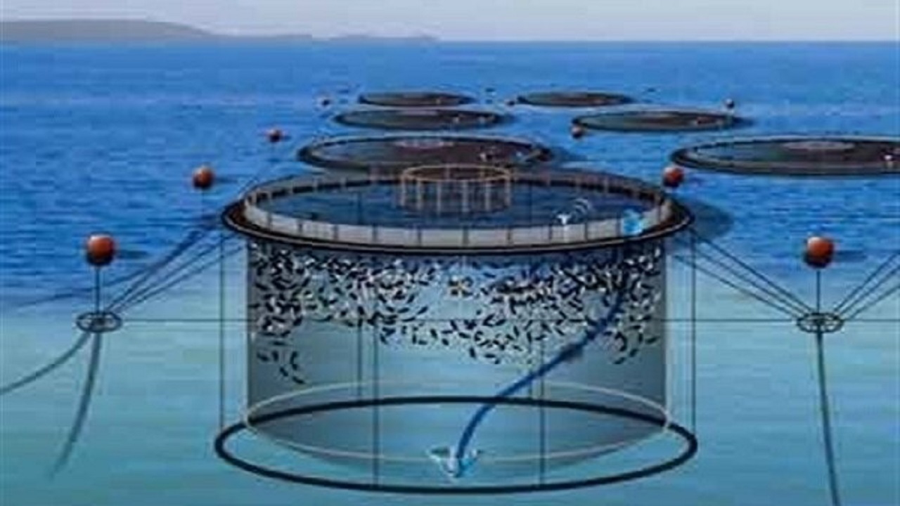 ظرفیت تولید ماهی در قفس استان بوشهر به ۱۱ هزار تن در سال افزایش یافت