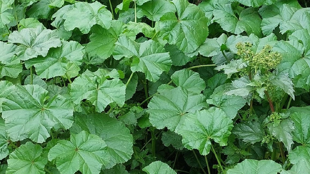 تصاویری از گیاه پنیرک گل ریز در طبیعت روستای الیف