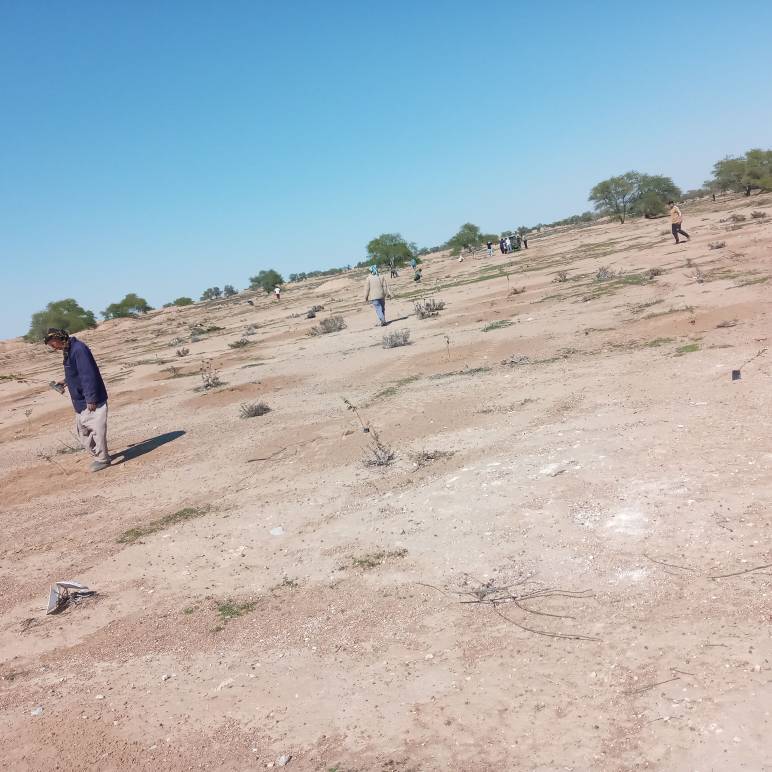 کاشت درخت در طبیعت