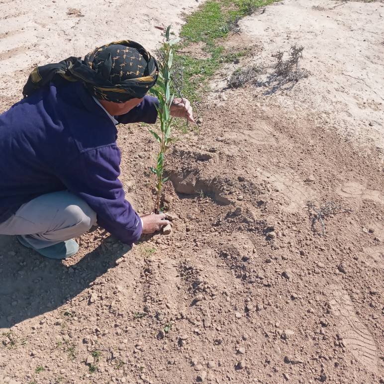 کاشت نهال