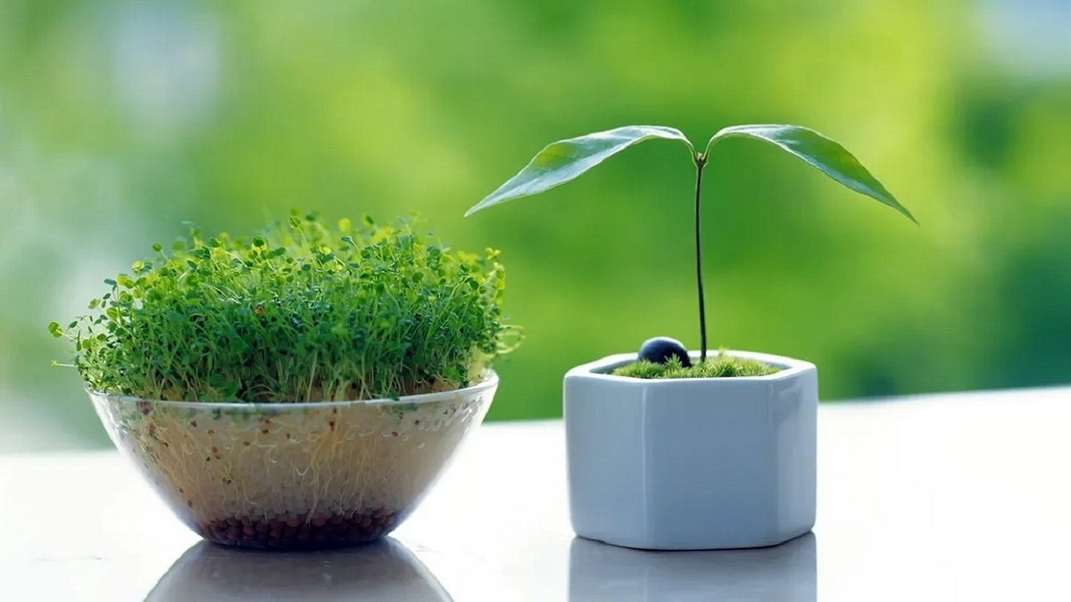 باشگاه خبرنگاران -ایده جالب برای کاشت سبزه عید + فیلم