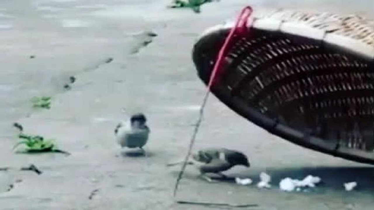 حرکت عاشقانه یک گنجشک + فیلم
