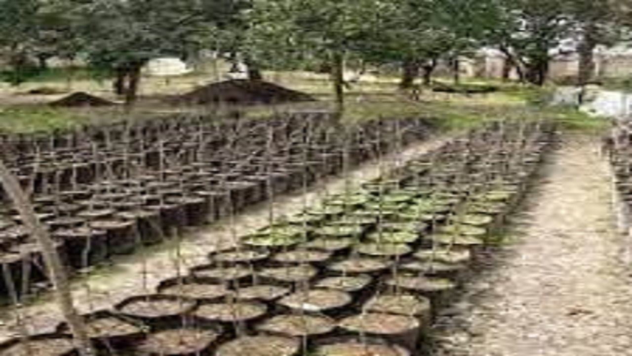 طرح ملی کاشت نهال در  ۶ هزار هکتار از اراضی استان اصفهان