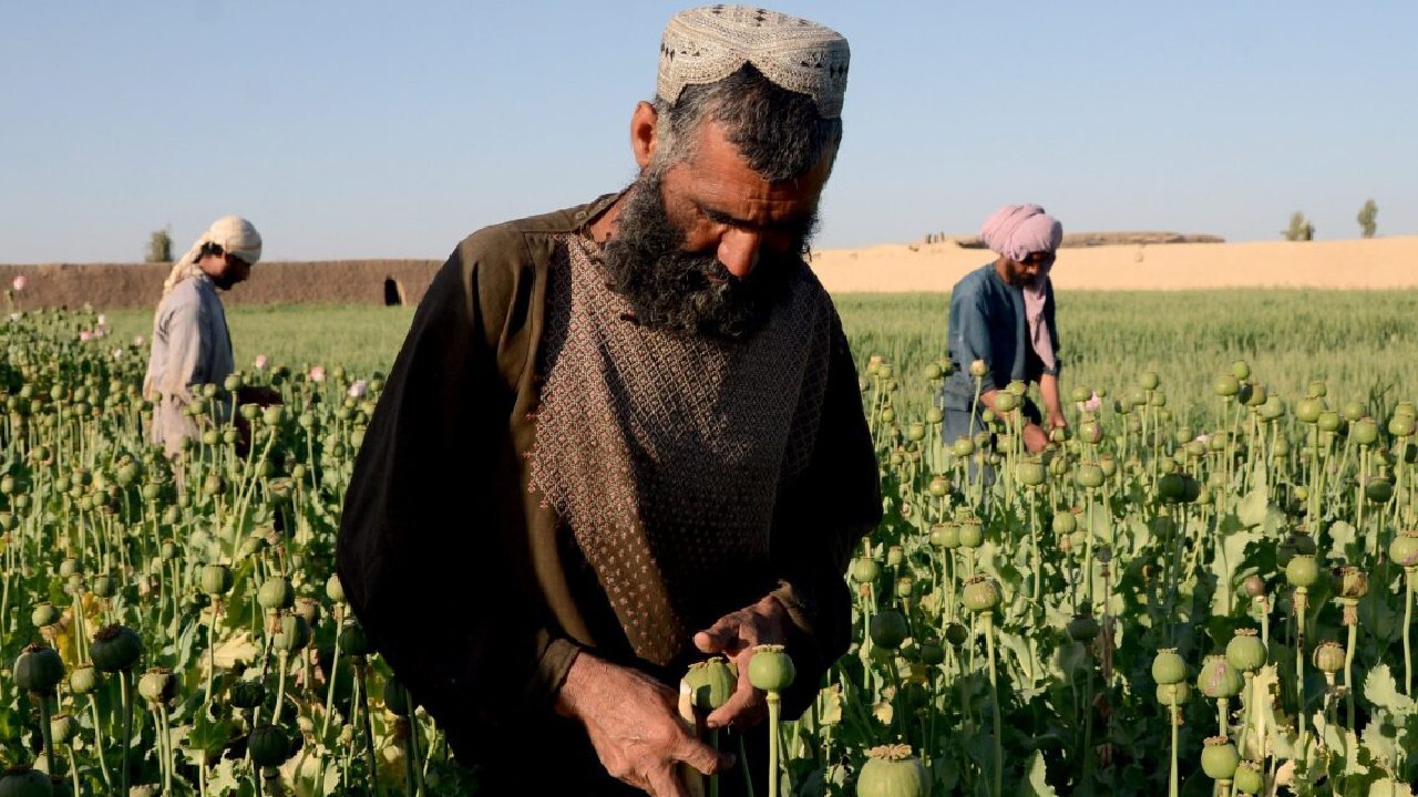افزایش ۲۰ درصدی تولید مواد مخدر در افغانستان