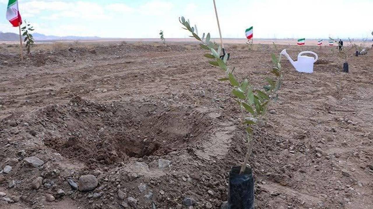 آغاز کاشت ۸ هزار اصله نهال در صنایع کرمان