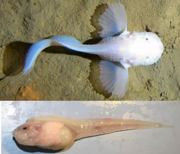 حلزون ماهی (Pseudoliparis swirei) حلزون ماهی (Pseudoliparis swirei)