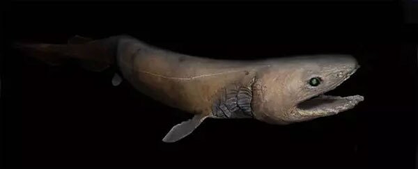 کوسه چیندار (Chlamydoselachus anguineus) کوسه چیندار (Chlamydoselachus anguineus)