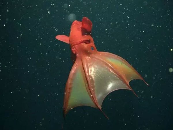 ماهی مرکب خونآشام (Vampyroteuthis infernalis) ماهی مرکب خونآشام (Vampyroteuthis infernalis)