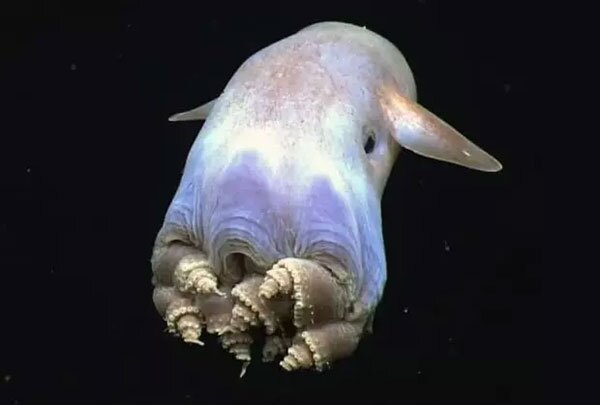 اختاپوس دامبو (Grimpoteuthis) اختاپوس دامبو (Grimpoteuthis)