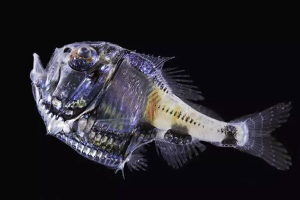 تبرماهی مهمیزدار (Argyropelecus hemigymnus) تبرماهی مهمیزدار (Argyropelecus hemigymnus)
