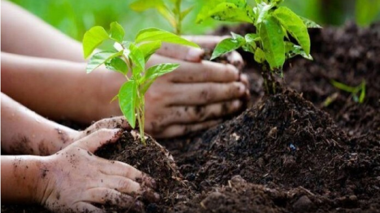 پیوستن دختری خردسال به پویش کاشت نهال در هفته درختکاری با دستانی کوچک