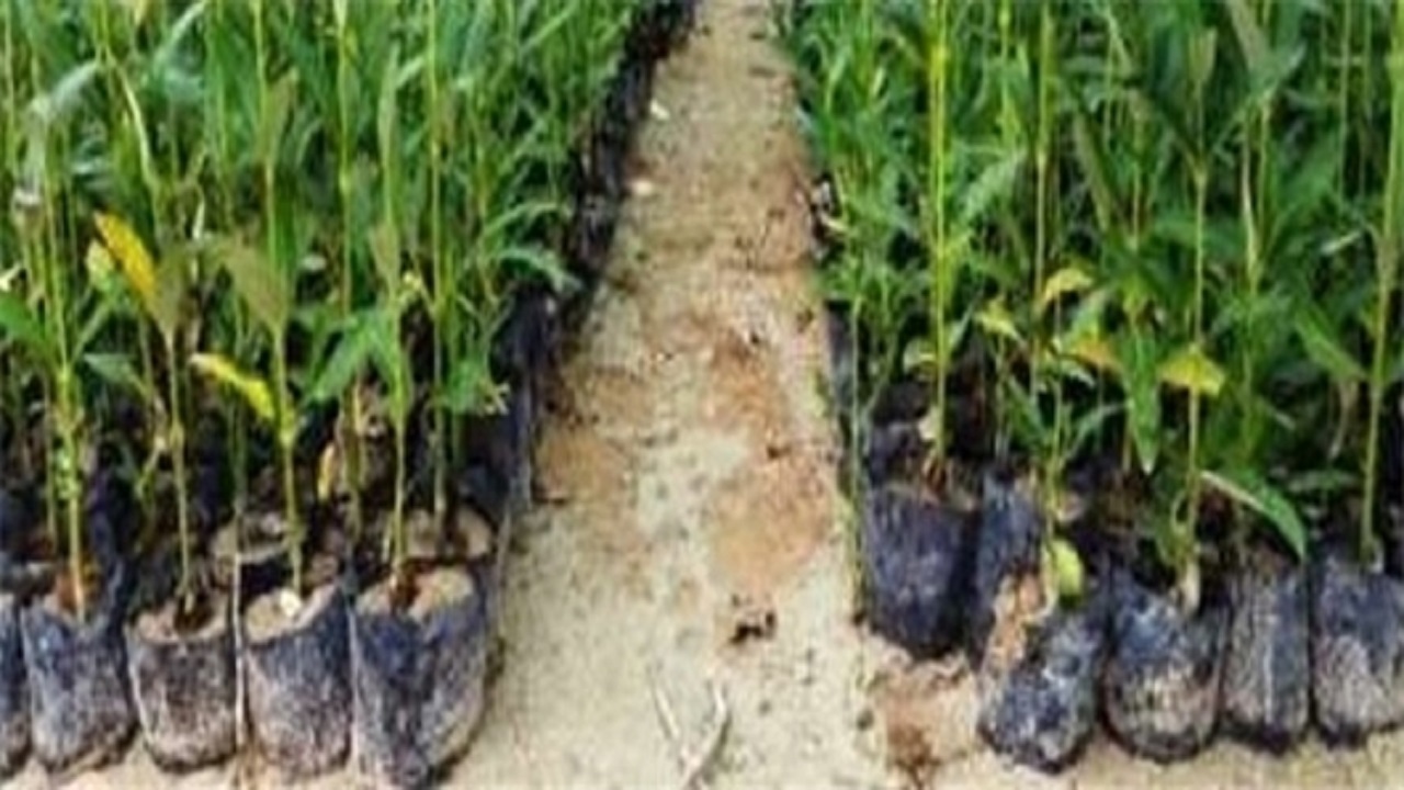 کاشت ۱۶ میلیون نهال در استان مرکزی