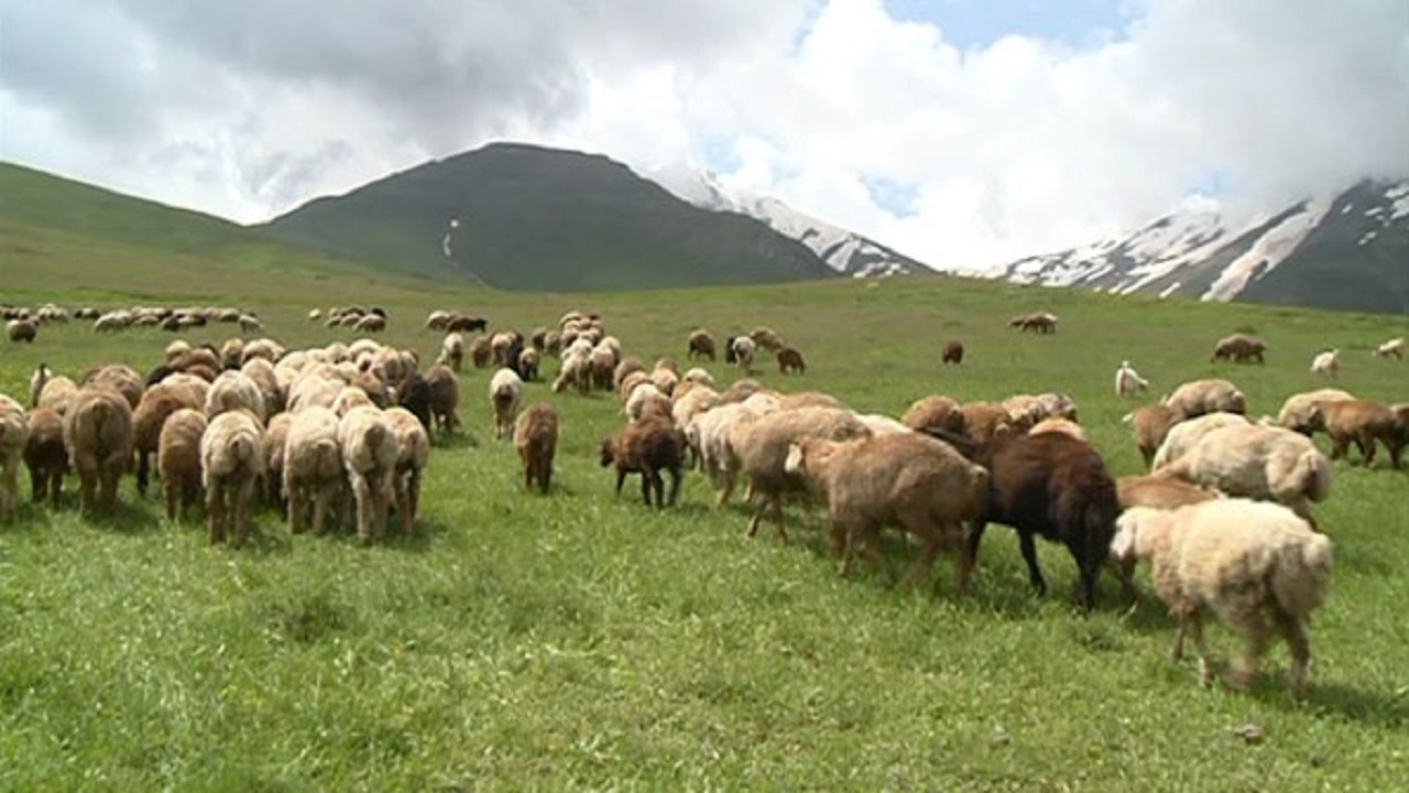 تخلفات مربوط به چرای دام در مراتع غیرمجاز زنجان ۲۴ درصد رشد یافت
