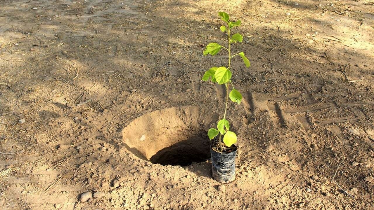 کاشت بیش از ۳ هزار اصله نهال در مراغه
