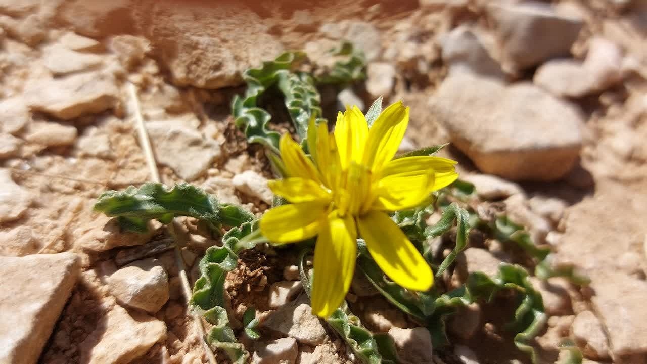 روایتی از خواص گیاه دارویی با نام محلی گیلی گمپور از زبان شهروند خبرنگار + تصاویر