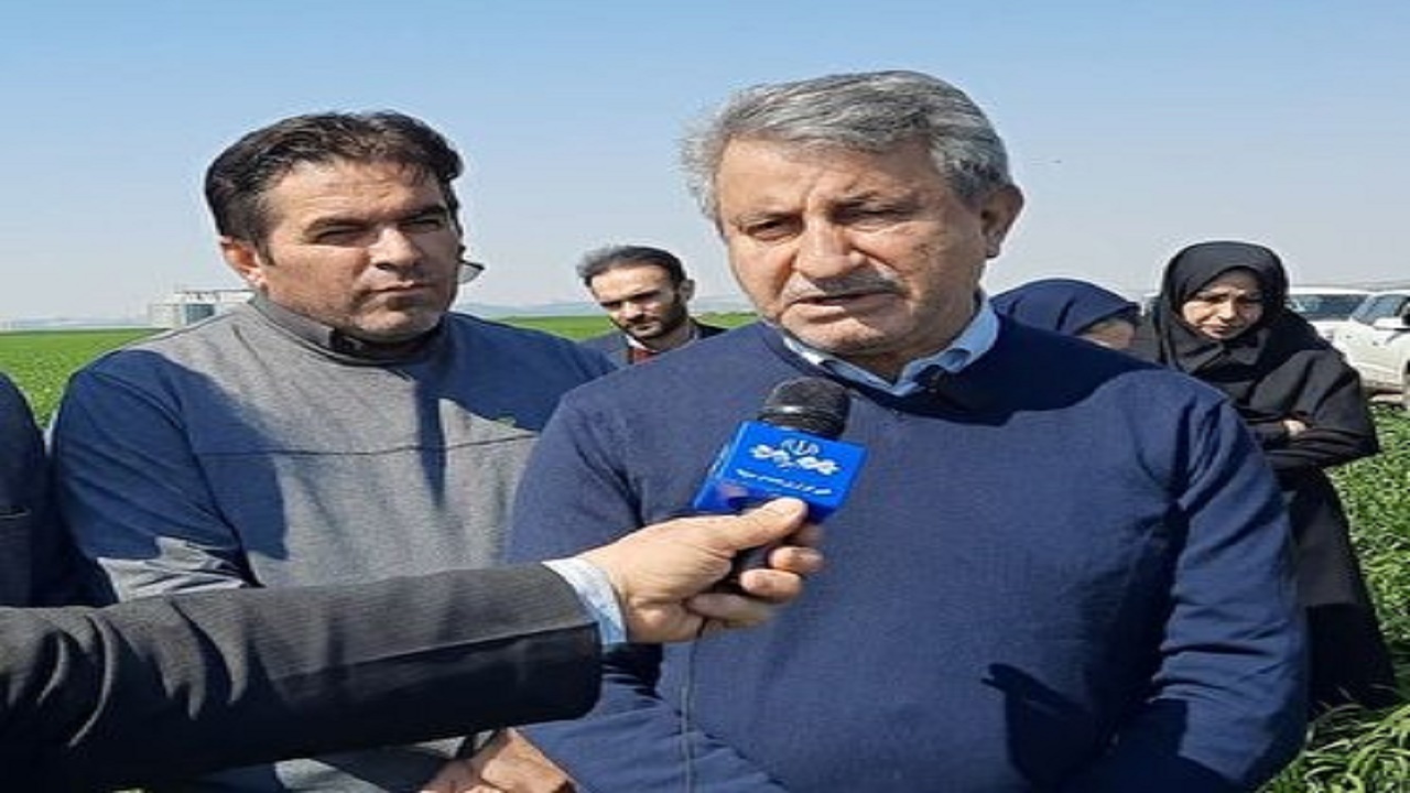 گندمکاران گلستانی حداقل دو بار مزارع خود را سمپاشی کنند + فیلم