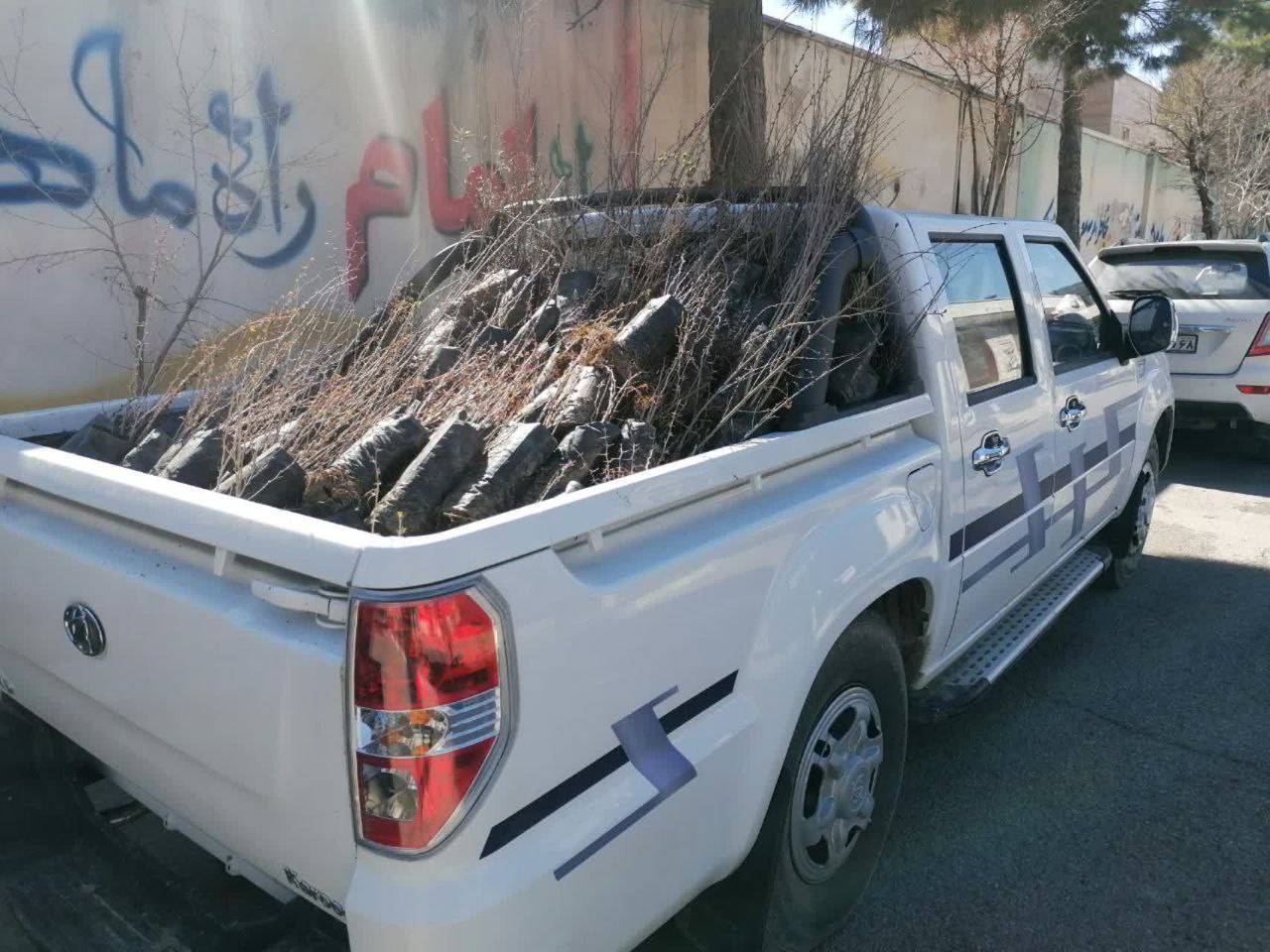نهال