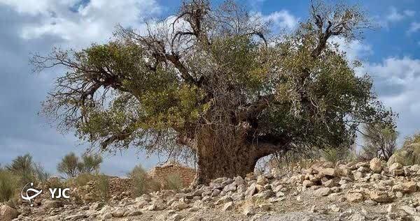 ۷۰ درخت کهنسال فارس رتبه ملی دارند