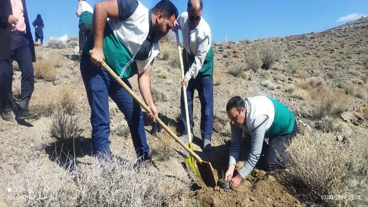 کاشت  ۳۰۰ اصله نهال بادام کوهی در رابر