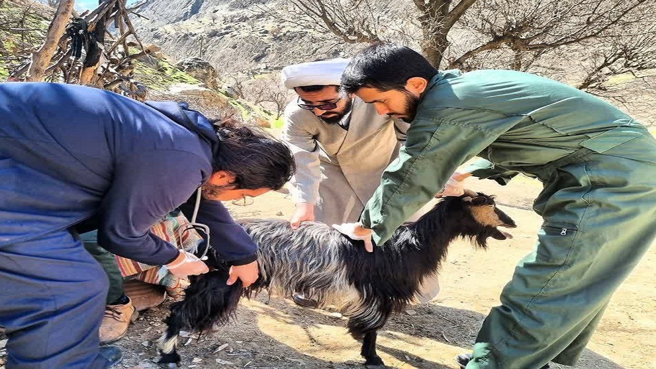 واکسیناسیون ۲۰ هزار رأس دام سبک و سنگین در مناطق محروم چهارمحال و بختیاری