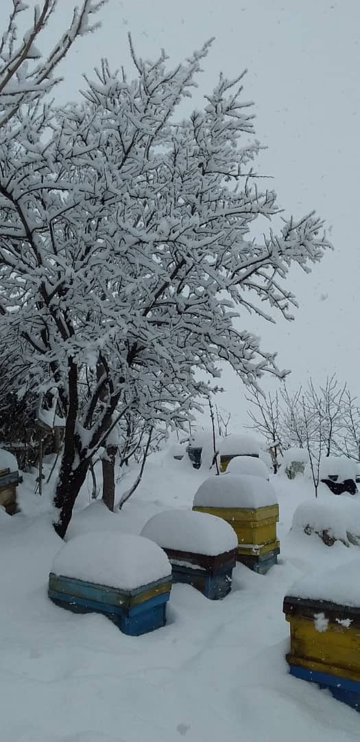بارش برف در یک روز زمستانی